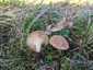 Ördögszekér-laskagomba (Pleurotus eryngii), Budai-hegység
